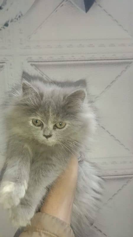 Persian kitten for sale fluffy kittin 3 kot gray colour 0