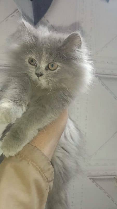 Persian kitten for sale fluffy kittin 3 kot gray colour 1