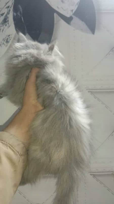 Persian kitten for sale fluffy kittin 3 kot gray colour 2