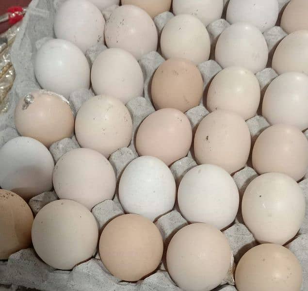 Desi eggs | Golden misri eggs on whole sale price 360 0