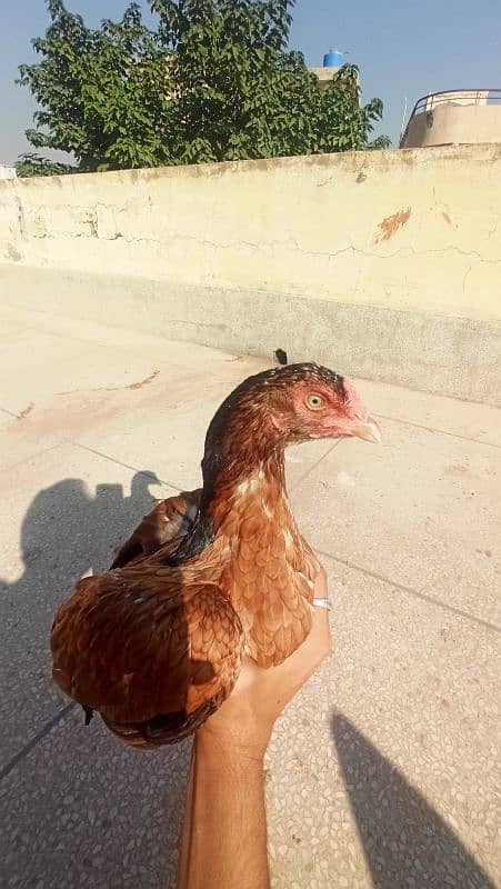 high Quality female aseel for sale 5