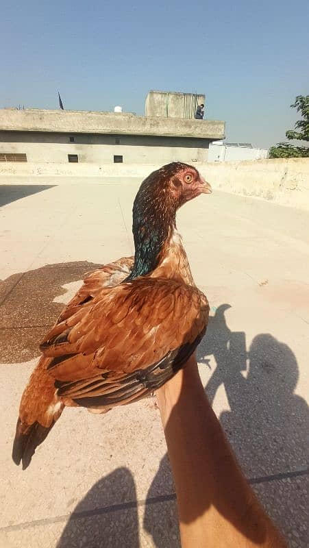 high Quality female aseel for sale 6