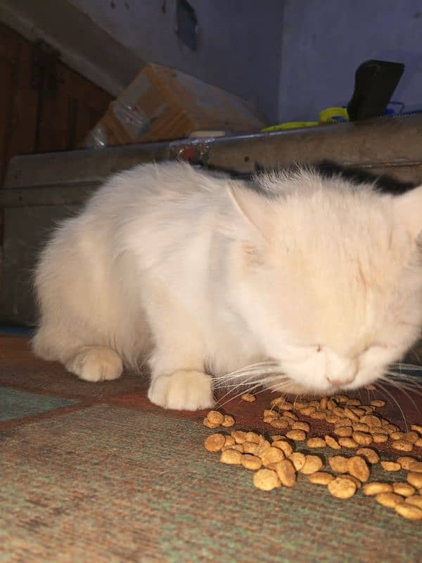 Persian cat for sale 1