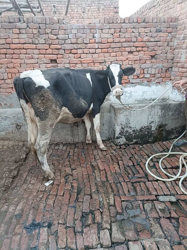 Cow. . . 3