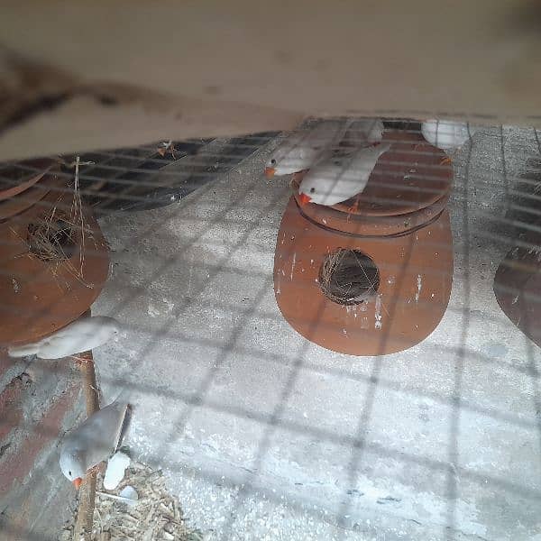 Zebra Finches Ready to Breed 3