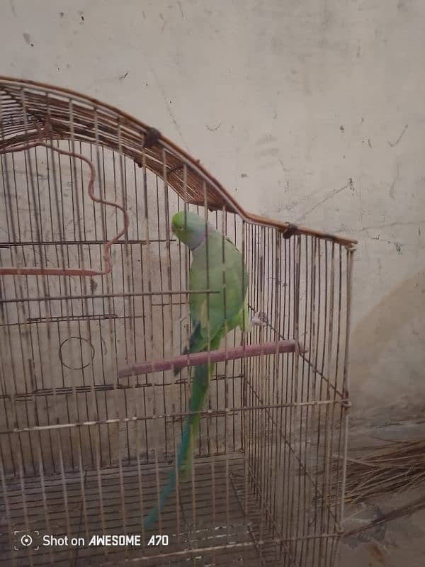 parrots for sale 1