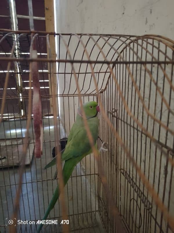 parrots for sale 2