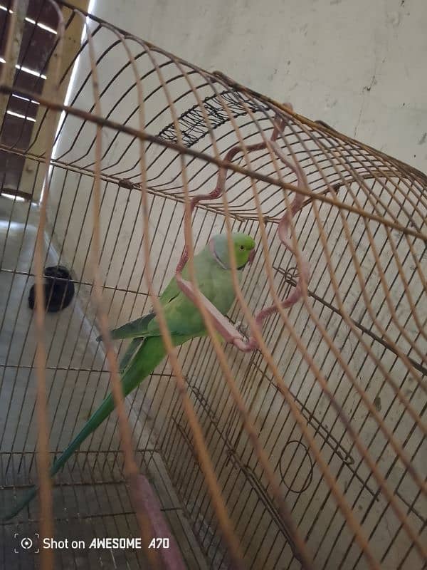 parrots for sale 3