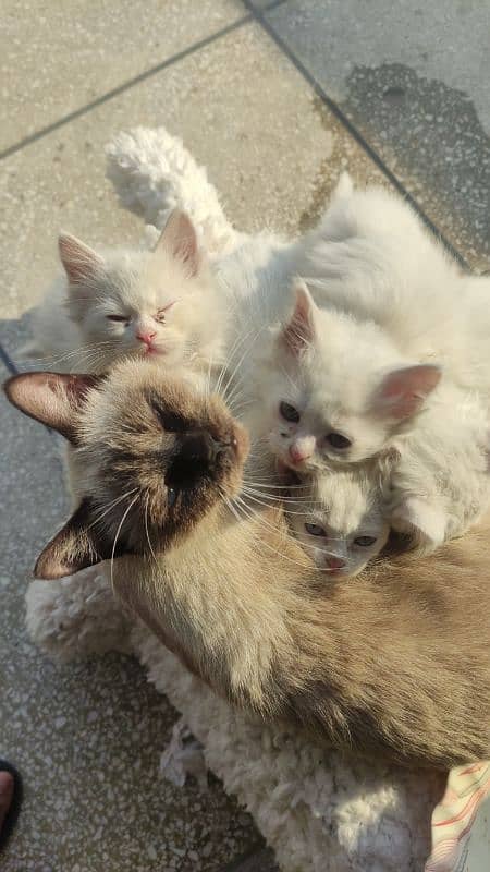 Siamese Cats 1