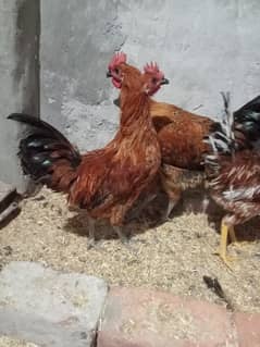 4 piece male cocks