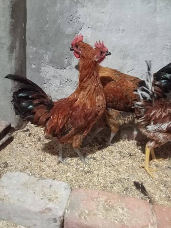 4 piece male cocks 0