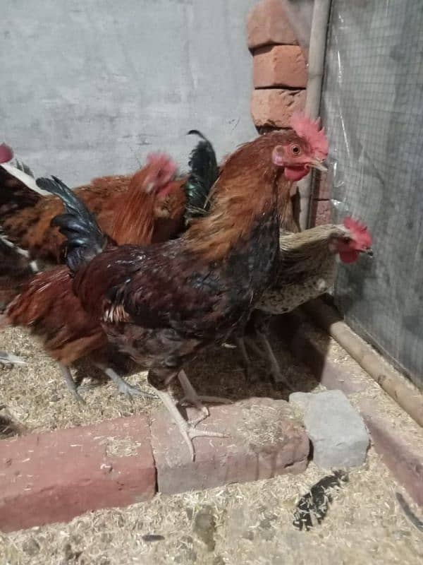 4 piece male cocks 1