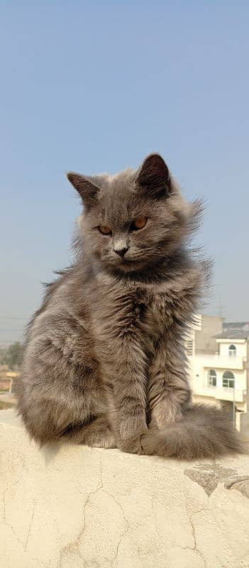 long hair British gray male 2