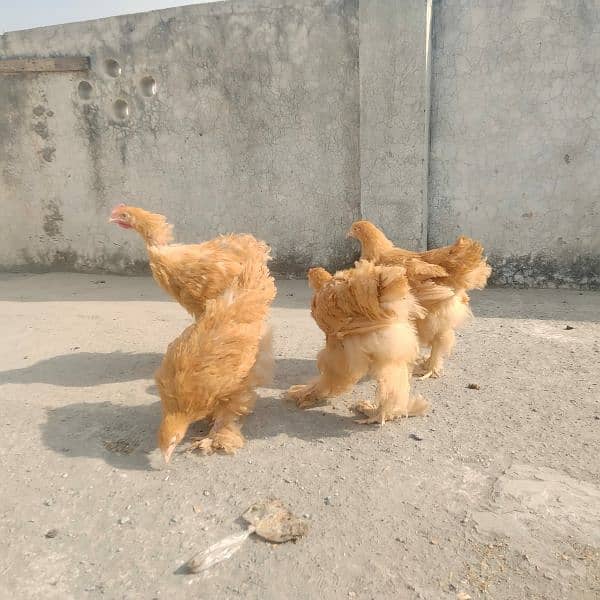 Golden buff 4 month/ white bentum/ black bentum/golden bentum chicks 0