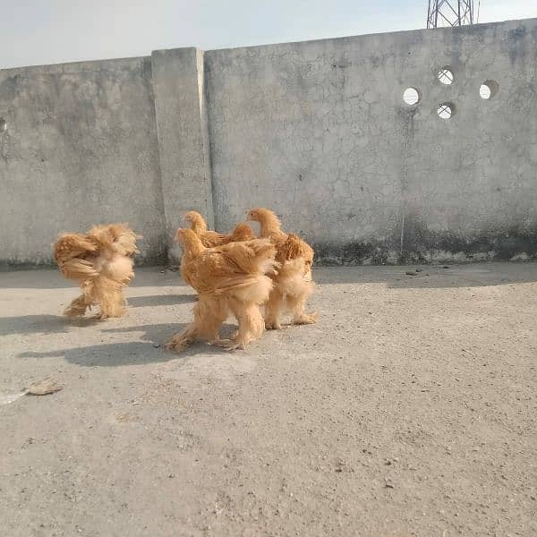 Golden buff 4 month/ white bentum/ black bentum/golden bentum chicks 2