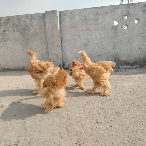 Golden buff 4 month/ white bentum/ black bentum/golden bentum chicks 3