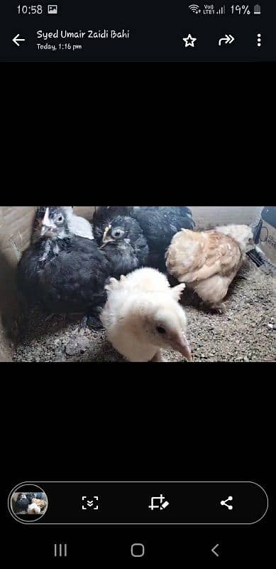 Golden buff 4 month/ white bentum/ black bentum/golden bentum chicks 5