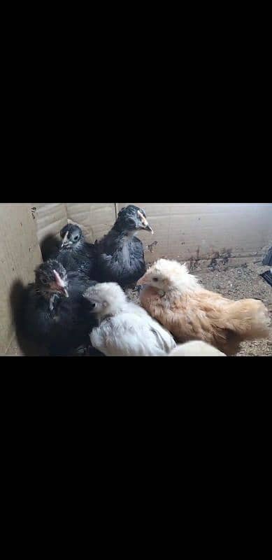 Golden buff 4 month/ white bentum/ black bentum/golden bentum chicks 6