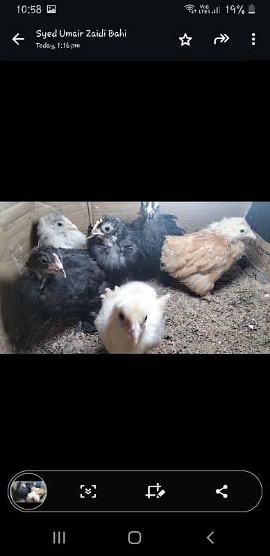 Golden buff 4 month/ white bentum/ black bentum/golden bentum chicks 7