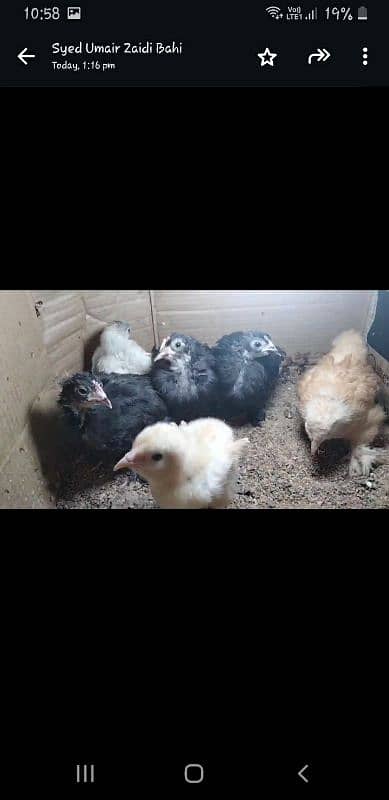 Golden buff 4 month/ white bentum/ black bentum/golden bentum chicks 9