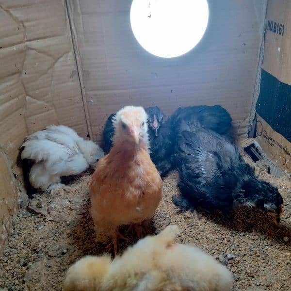 Golden buff 4 month/ white bentum/ black bentum/golden bentum chicks 10