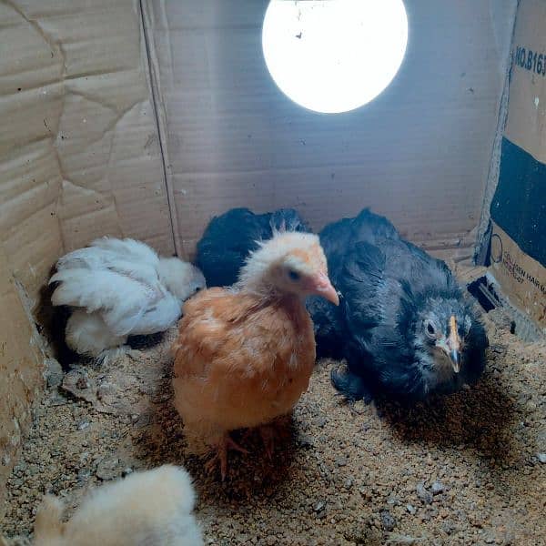 Golden buff 4 month/ white bentum/ black bentum/golden bentum chicks 11