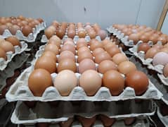 Farm fresh pure organic Eggs