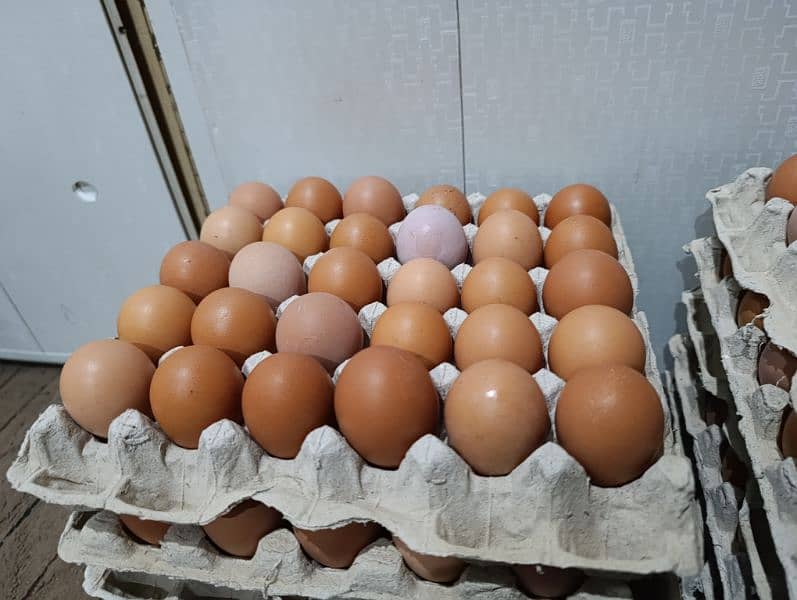 Farm fresh pure organic Eggs 2