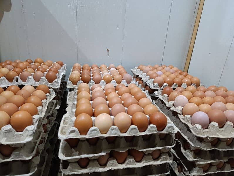 Farm fresh pure organic Eggs 3