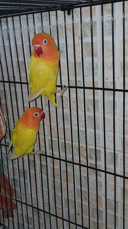 Love Bird Breeder Pairs 6