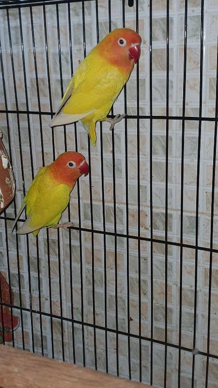 Love Bird Breeder Pairs 8