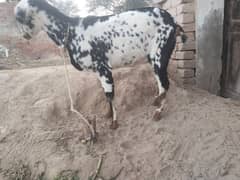 bakri for sale. prangt 1.50 month. /03240584510