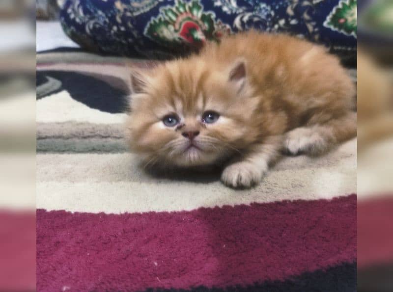 Pure Persian kittens available 0