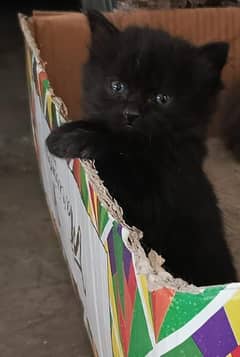 pure persian black beauty kity available for sale 03312273775 whatsaap