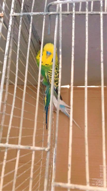 Exhibition budgies 3