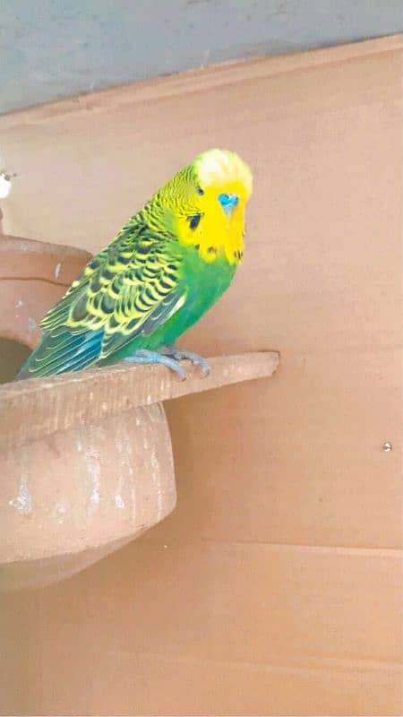 Exhibition budgies 5