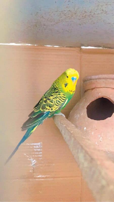 Exhibition budgies 6