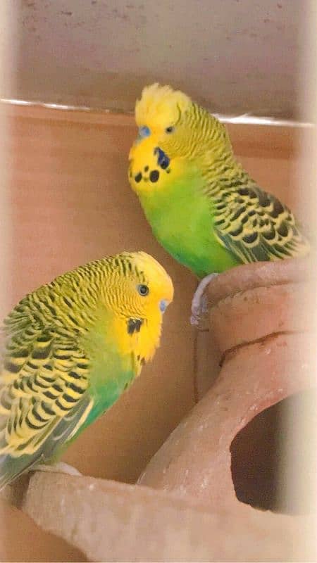 Exhibition budgies 7