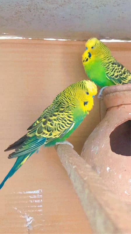 Exhibition budgies 10