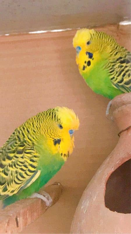 Exhibition budgies 11