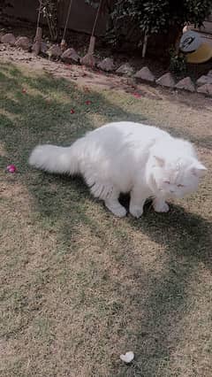 Persian Cat For Sale