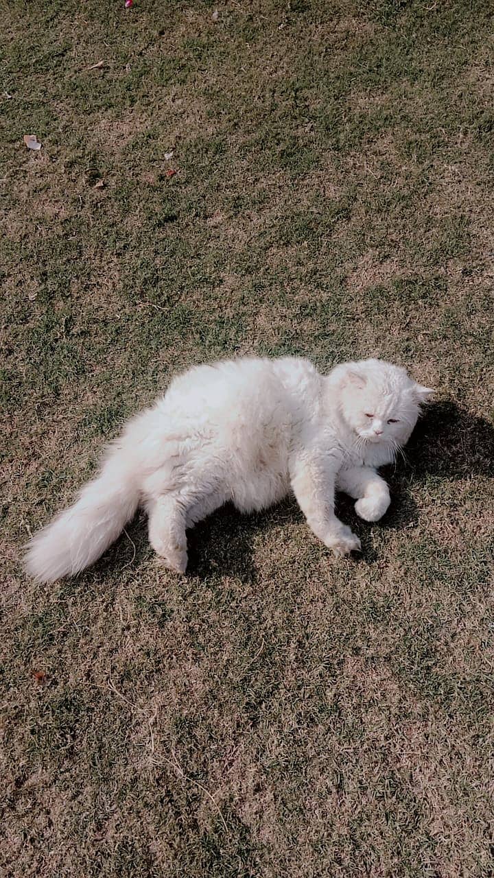 Persian Cat For Sale 1