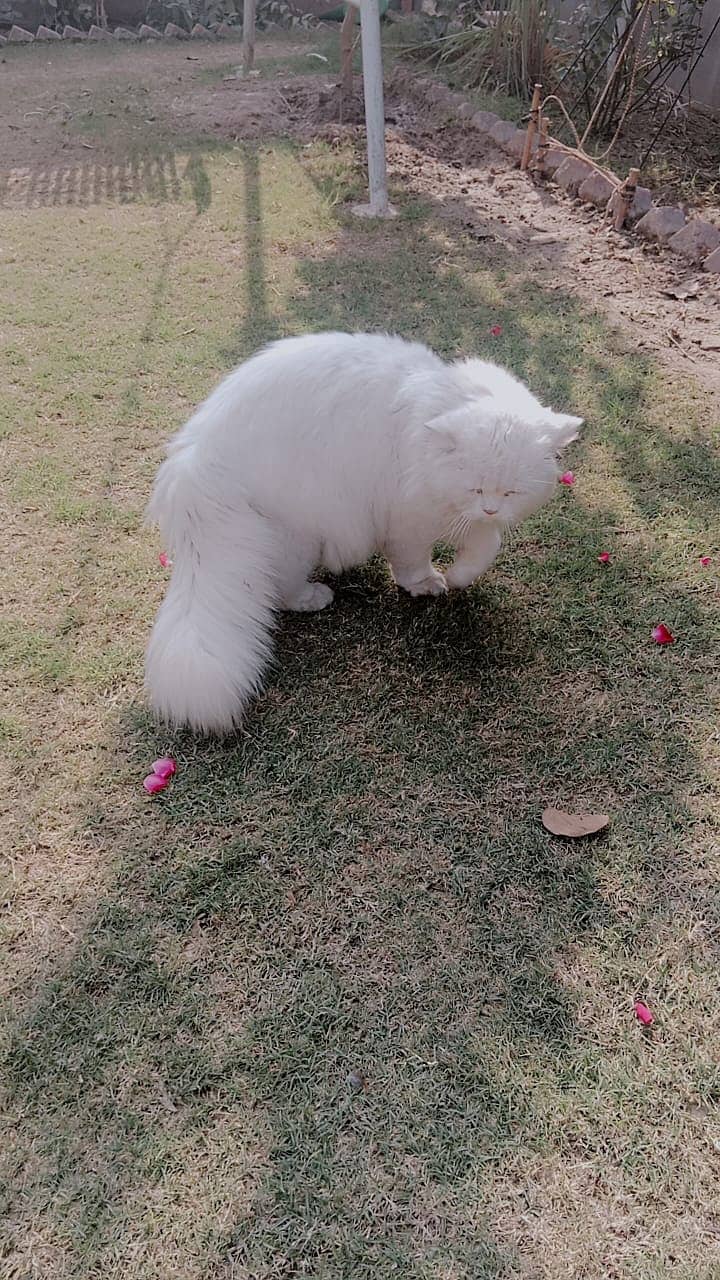 Persian Cat For Sale 2