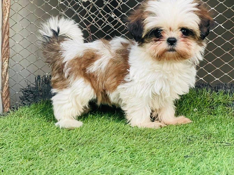 Top Quality Shihtzu Puppies 0