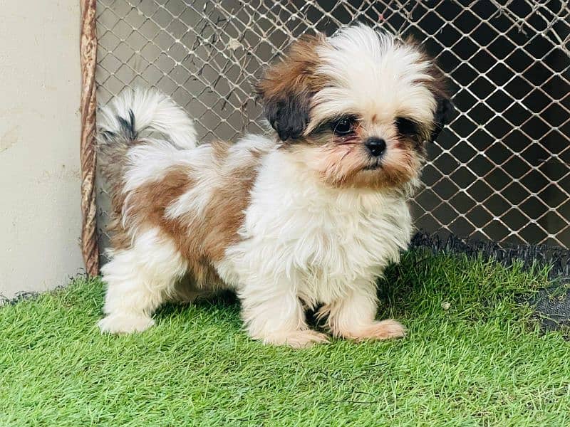 Top Quality Shihtzu Puppies 1