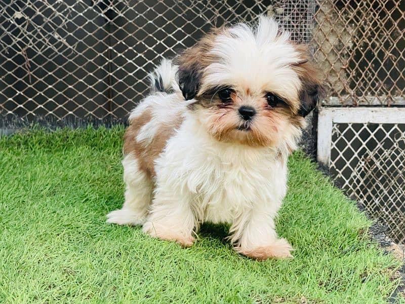 Top Quality Shihtzu Puppies 2