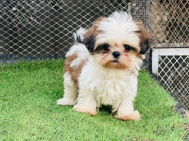 Top Quality Shihtzu Puppies 3