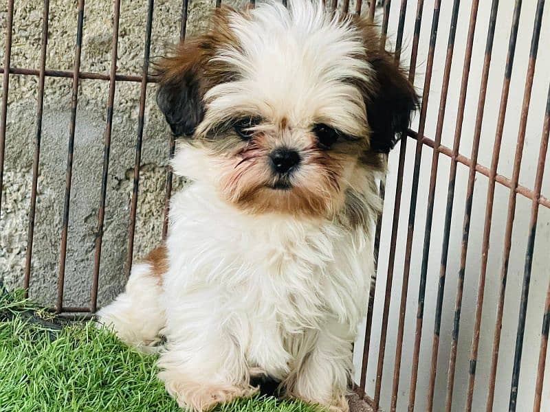 Top Quality Shihtzu Puppies 4