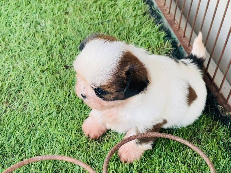 Top Quality Shihtzu Puppies 5