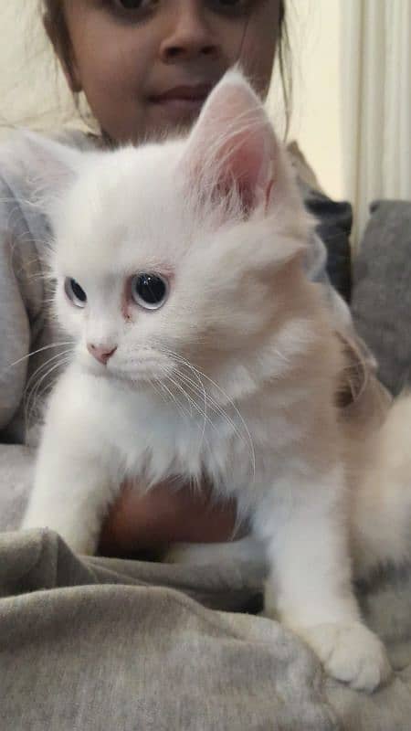 Persian Kitten for Sale 0